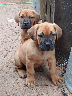 female boerboel pups houston