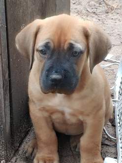 male boerboel pup houston