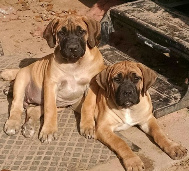 extra large female boerboel puppies