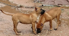 female presa pups sold