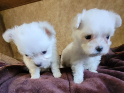 Maltese male puppy houston