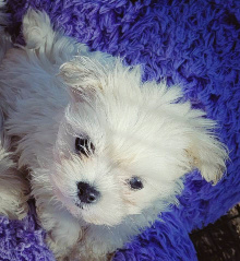 maltese female puppy houston